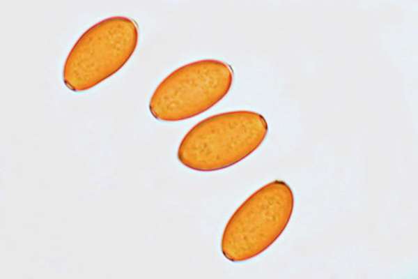 Spores of Conocybe pubescens