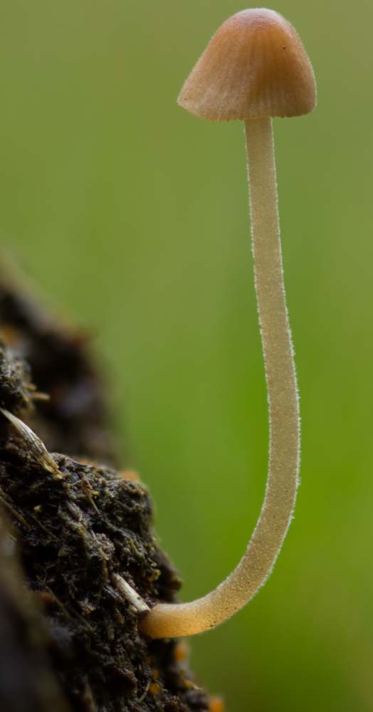 Conocybe pubescens