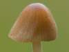 Conocybe pubescens