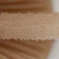 Fine hairs on the stem of <em>Conocybe pubescens</em>