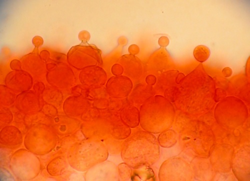 Spores of Conocybe tenera