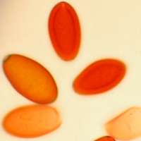 Spores of Conocybe tenera