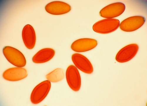 Spores of Conocybe tenera