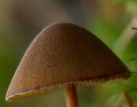 Cap of Conocybe tenera