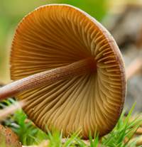 Gills and stem of Conocybe tenera
