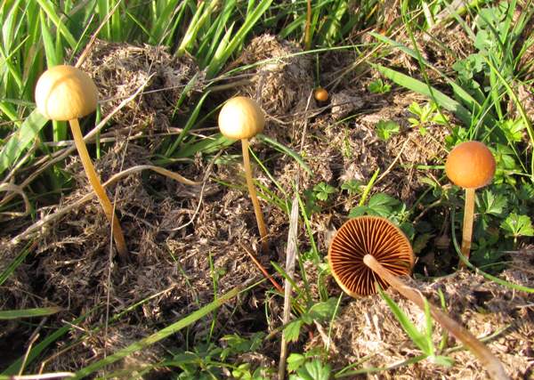 Conocybe tenera on manured grassland