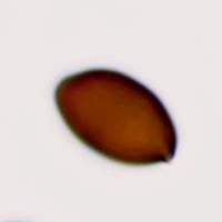 Spores of Panaeolus fimicola