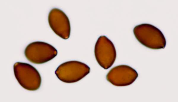 Spores of Panaeolus fimicola