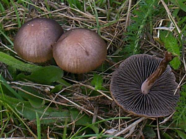 Panaeolus fimicola - Turf Mottlegill 