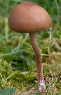 Cap and stem of Panaeolus fimicola, the Turf Mottlegill
