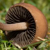 Gills of Panaeolus fimicola, the Turf Mottlegill