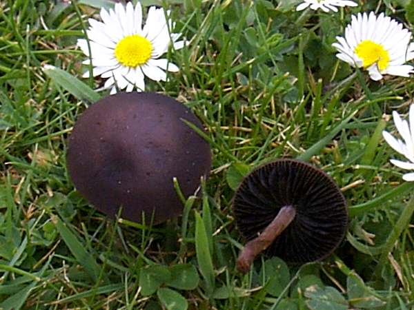 Panaeolus fimicola - Turf Mottlegill on a lawn in springtime 