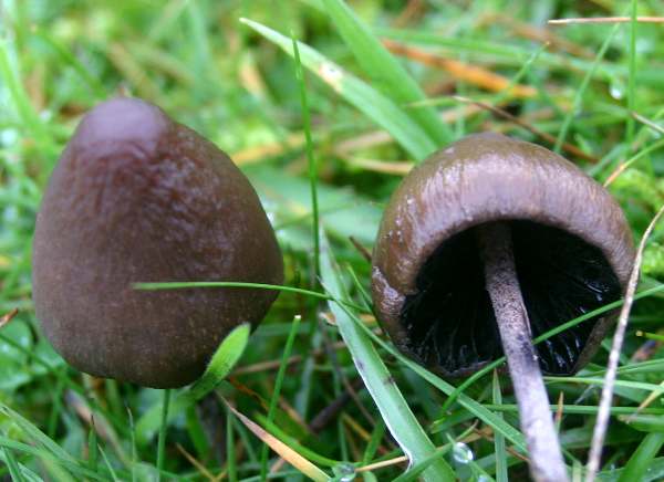 Panaeolus fimicola, Turf Mottlegill, Mature fruitbodies, Wales UK 