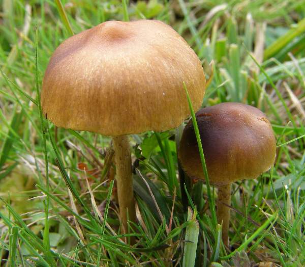 Panaeolus fimicola, Turf Mottlegill, Hampshire UK 