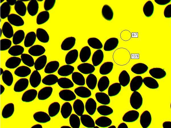 Spores of Panaeolus papilionaceus var. parvisporus