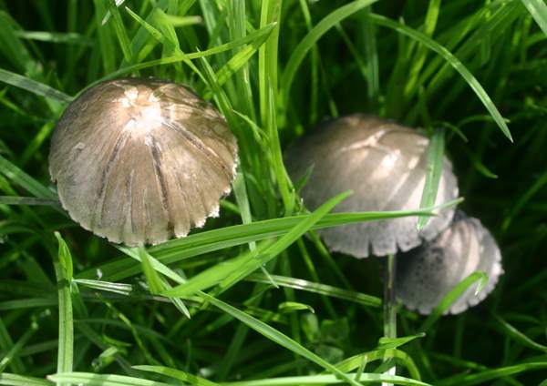 Panaeolus papilionaceus - Petticoat Mottlegill, with radially-cracked caps