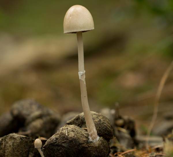 Panaeolus semiovatus, Egghead Mottlegill - dark specimens