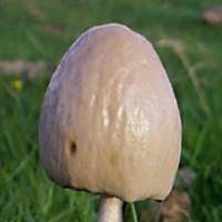 Cap of Panaeolus semiovatus