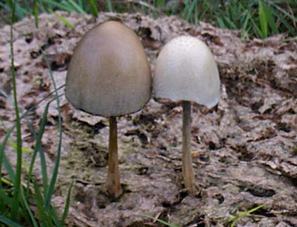Panaeolus semiovatus, Egghead Mottlegill - pale specimens