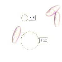 Spores of Boletus aereus