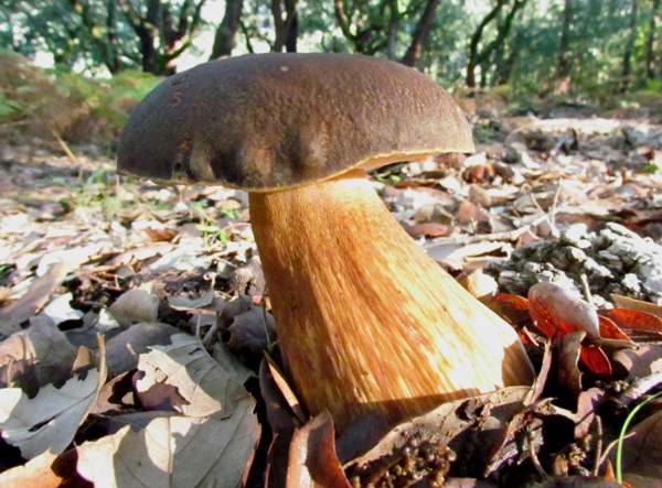 Boletus aereus