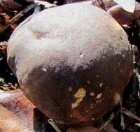 Cap of Boletus aereus