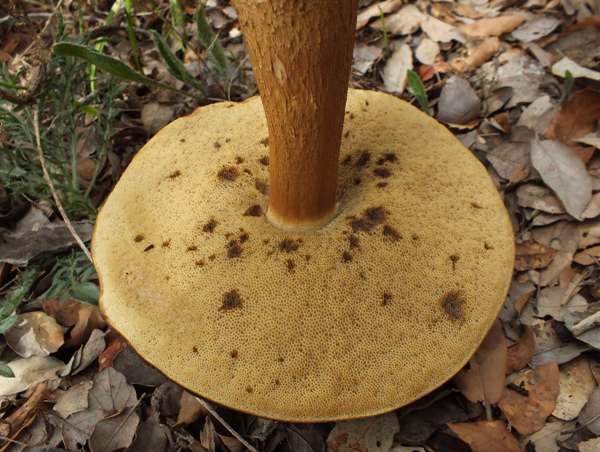Boletus aereus pores do not turn blue when bruised