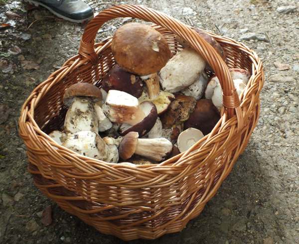 Basket of ceps, Boletus edulis