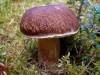Boletus pinophilus, Pine Bolete