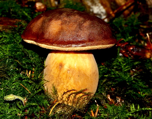 Pine Bolete, England