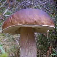Cap of Boletus pinophylus