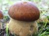Boletus reticulatus, Summer Bolete