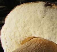 Pore surface of Boletus reticulatus