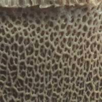 Stem of Boletus aereus