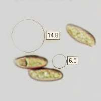 Spores of Boletus subtomentosus, the Suede Bolete