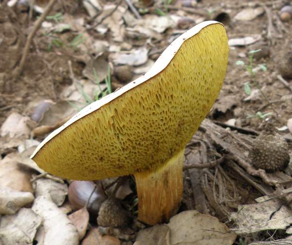 Boletus subtomentosus - Suede Bolete - picture George Chernilevsky