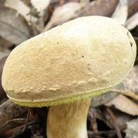 Cap of Boletus subtomentosus