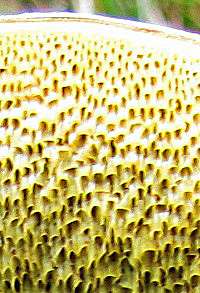 Pores of Boletus subtomentosus