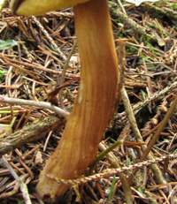 Stem of Boletus subtomentosus