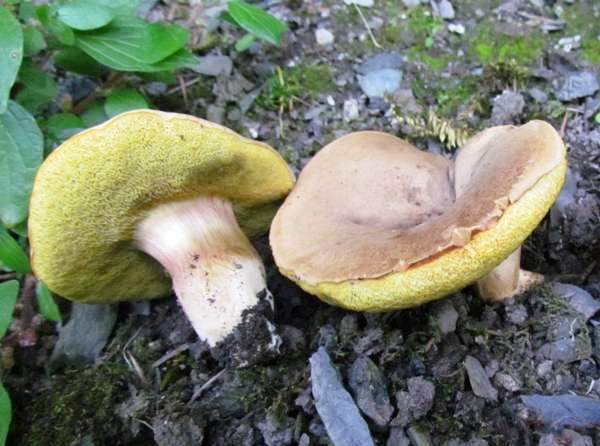 Boletus subtomentosus, Lampeter, West Wales UK
