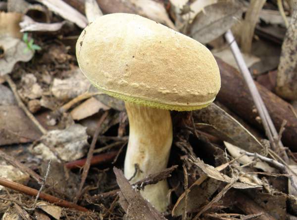 Boletus subtomentosus with conjoined caps