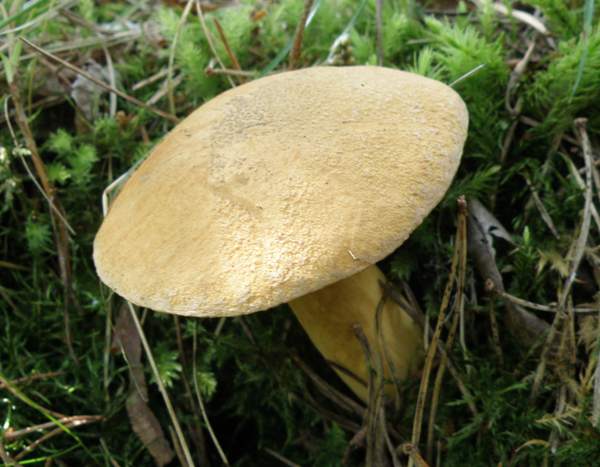 Boletus subtomentosus, Cumbria