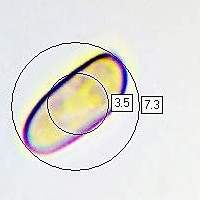 Spores of Buchwaldoboletus lignicola