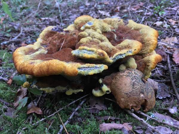 Buchwaldoboletus lignicola with Phaeolus schwenitzii