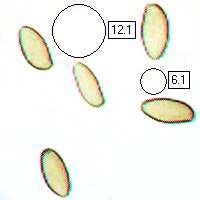Spores of Butyriboletus fechtneri