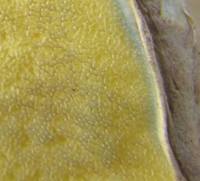 Pores of Butyriboletus fechtneri