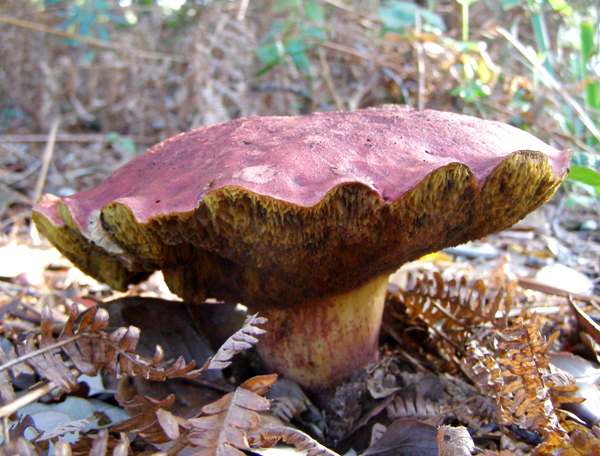 Butyriboletus regius