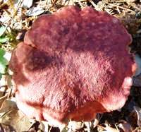 Mature cap of Butyriboletus regius