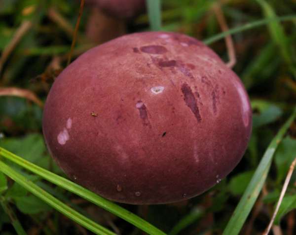 Young cap of Butyriboletus regius, photograph by Doug Holland