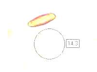 Spore of Caloboletus calopus